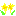 citrus citrus