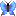 蝶 蝶